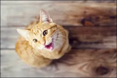 Quelqu'un te demande un service, que fais-tu ?