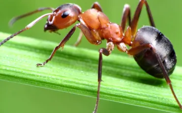 Quiz Insectes