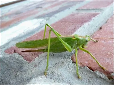 C'est une sauterelle.