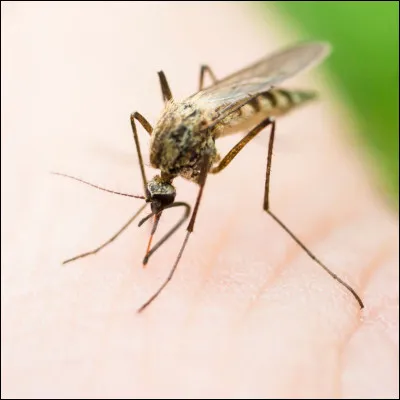 Quel est cet insecte ?