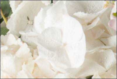 La derni&egrave;re ! Connais-tu le nom de cette fleur ?