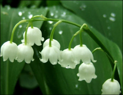 Connais-tu le nom de cette fleur ?