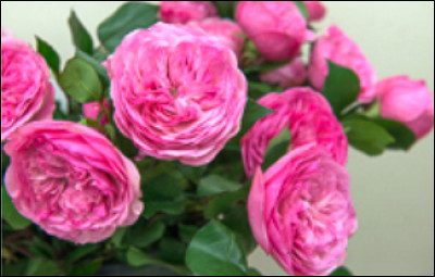 Connais-tu le nom de cette fleur ?