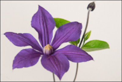 Connais-tu le nom de cette fleur ?