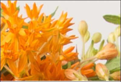 Connais-tu le nom de cette fleur ?