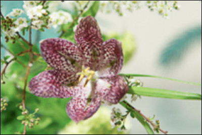 Et celle-l&agrave; ?