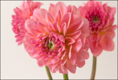 Quelle est cette fleur ?