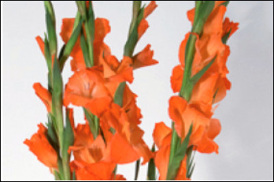 Connais-tu le nom de cette fleur ?