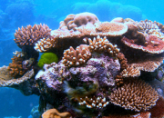 Quiz Veux-tu tre incollable sur les coraux ?