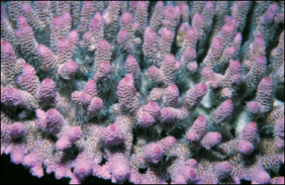 Quel est le nom de ce corail ?