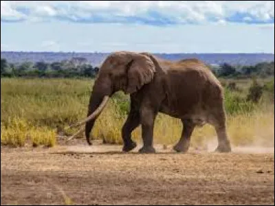 Combien pèse l'éléphant des forêts d'Afrique ?