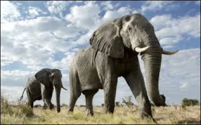 Combien de temps peut vivre l'éléphant d'Asie ?