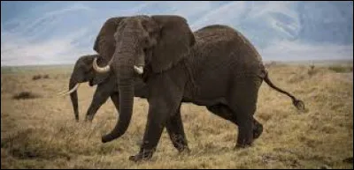 Quelle taille fait l'éléphant d'Asie ?