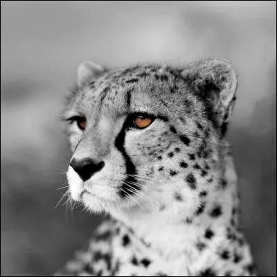 Combien de temps peut-elle vivre ?