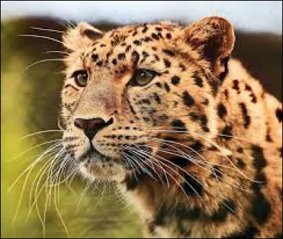 Quelle est sa longueur tête et corps ?