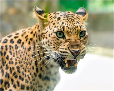 Quel poids fait un mâle ?