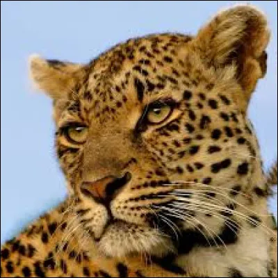 Quel est le poids d'une femelle d'Afrique du Sud ?