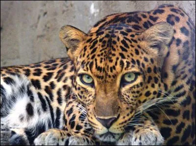 Quelle taille fait un mâle adulte, au garrot ?