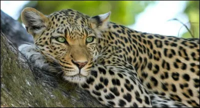 Quelle taille fait une femelle, au garrot ?