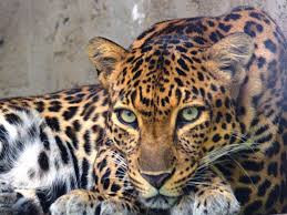Quiz Felins