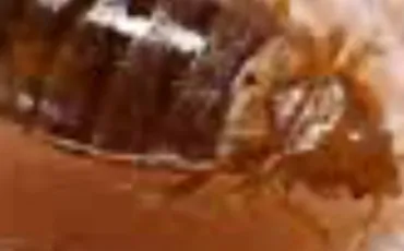 Quiz Insectes