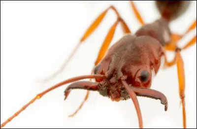 Les fourmis sont des insectes.