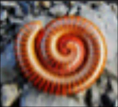 Le mille-pattes est un insecte.