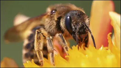 L'abeille est un insecte.