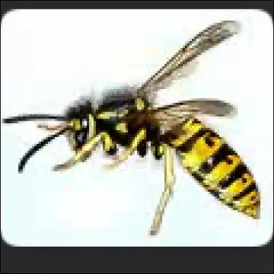 La guêpe est un insecte.