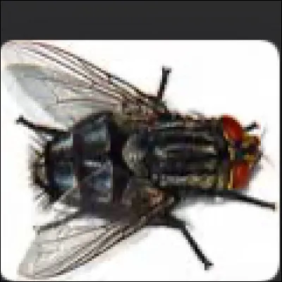 La mouche est un insecte.