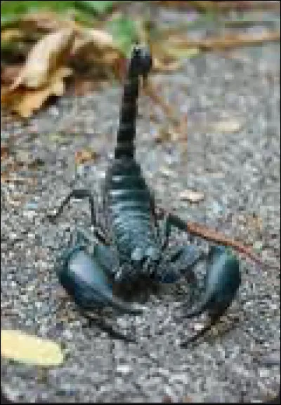 Le scorpion est un insecte.