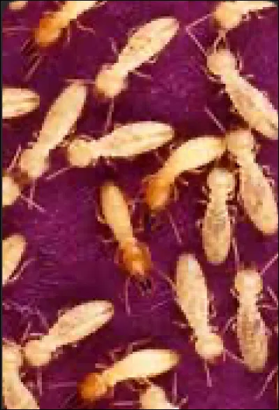 La termite est un insecte.