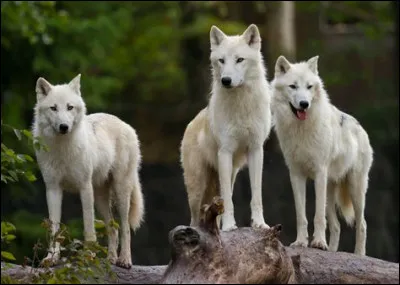 Quel animal d&eacute;testes-tu ? (3)