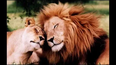 Quel animal d&eacute;testes-tu ? (1)