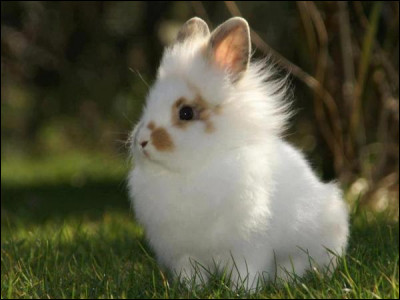 On commence avec le lapin angora qui est super chou, (voir la photo) d'ailleurs de quelle origine est-il ?