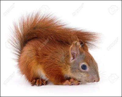 On continue avec l'écureuil roux qui est quand même chou. D'ailleurs de quelle couleur sont les écureuils en Angleterre ?