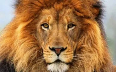 Quiz Lions