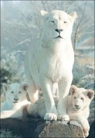 Quelle taille fait une femelle adulte, au garrot ?