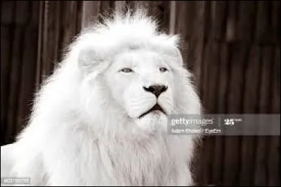 Quel poids fait un mâle ?