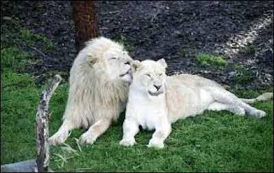 Quel poids fait une femelle ?