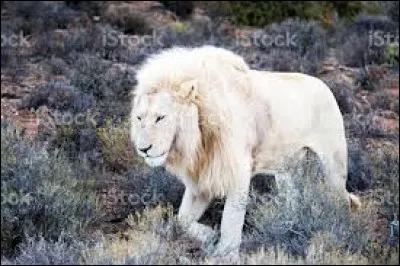 Quelle longueur maximale peut faire un mâle ?