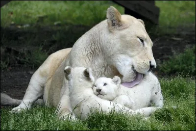 Quelle longueur maximale peut faire une femelle ?