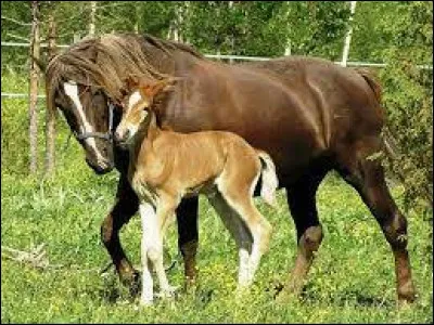 Quelle est la femelle du cheval ?