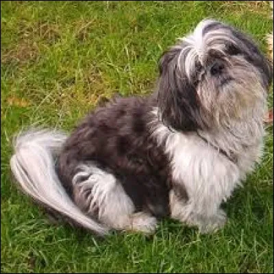 Laquelle de ces races ne représente pas un chien de grande taille ?