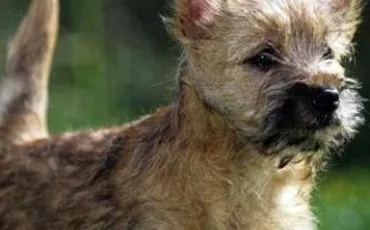 Quiz Races de chiens
