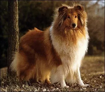 De quelle race s'agit-il ?