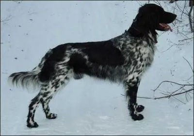 De quelle race s'agit-il ?