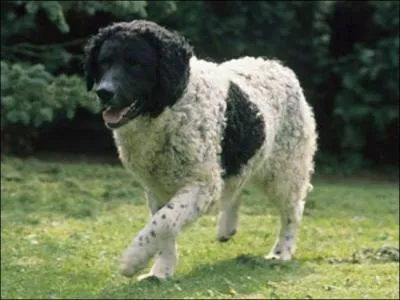 De quelle race s'agit-il ?