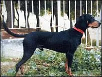 De quelle race s'agit-il ?