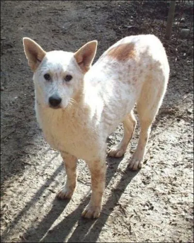 De quelle race s'agit-il ?